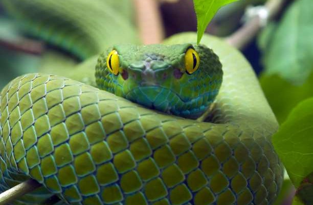πράσινο φίδι