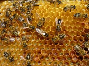 Μέλισσες, τα πιο πολύτιμα πλάσματα του πλανήτη μας