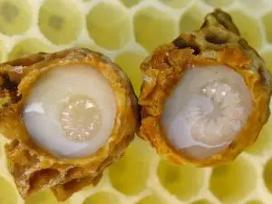 https://enallaktikidrasi.com/2016/05/i-chrisi-ton-proionton-tis-melissas-sti-synchroni-therapeftiki/