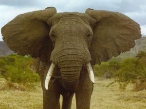 ελέφαντας ζώα