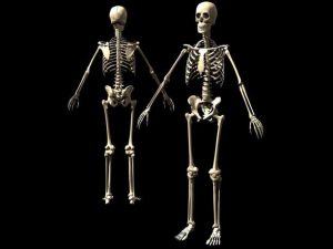 skeletos