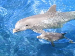 δελφίνια ζώα