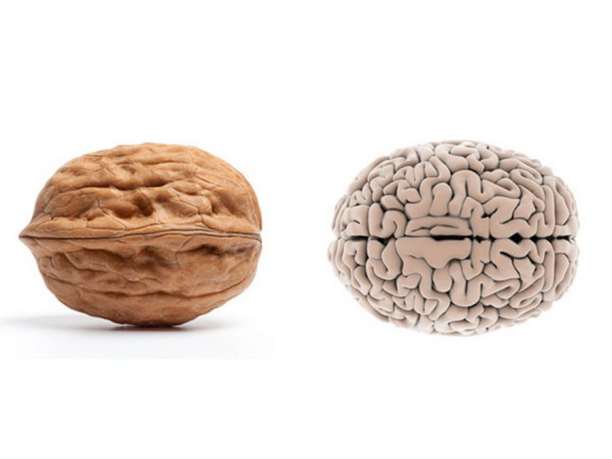 Καρύδι και Εγκέφαλος