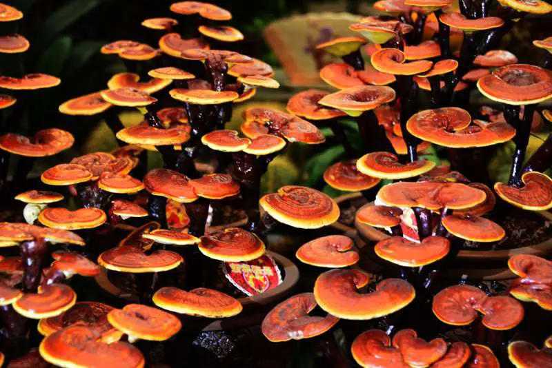 Μανιτάρι Reishi