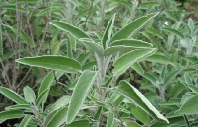 Οι ιδιότητες του φασκόμηλου, οι χρήσεις του και τα οφέλη του