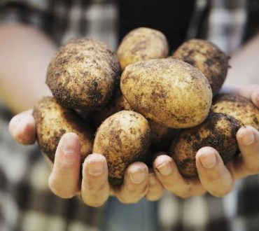 Πως η ταπεινή πατάτα έσωσε εκατομμύρια ανθρώπους