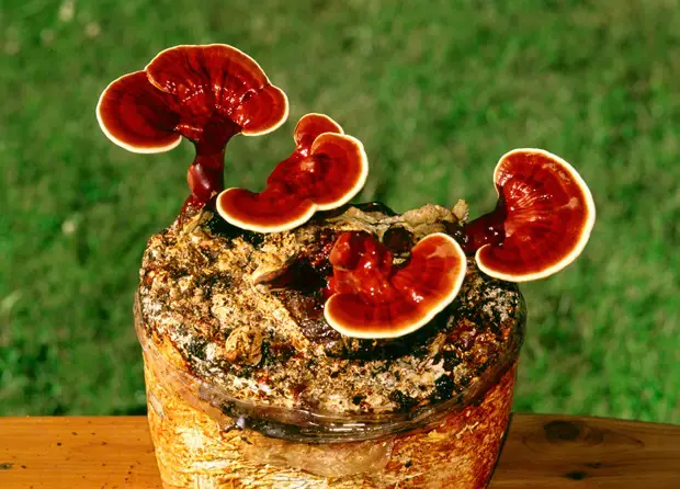 https://enallaktikidrasi.com/2016/10/ganoderma-lusidum-veltionei-koposi-astheneis-karkino-mastou-logo-ormonotherapeias/