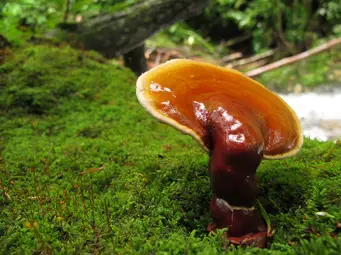 https://enallaktikidrasi.com/2016/10/ganoderma-lusidum-veltionei-koposi-astheneis-karkino-mastou-logo-ormonotherapeias/