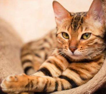 Νέα έρευνα αποδεικνύει ότι οι γάτες είναι ολιστικοί θεραπευτές!
