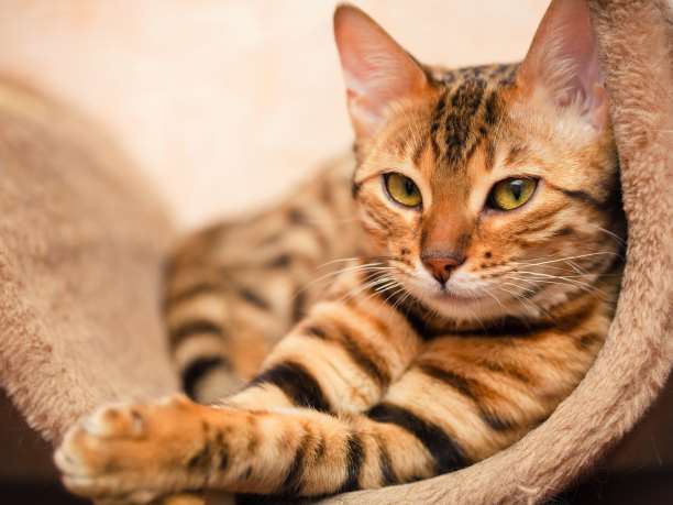 Νέα έρευνα αποδεικνύει ότι οι γάτες είναι ολιστικοί θεραπευτές!
