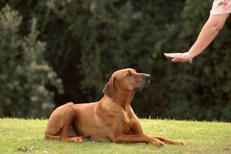 Όσα θα ρωτούσατε έναν εκπαιδευτή σκύλων - Συνέντευξη με τον Γιάννη Αραχωβίτη