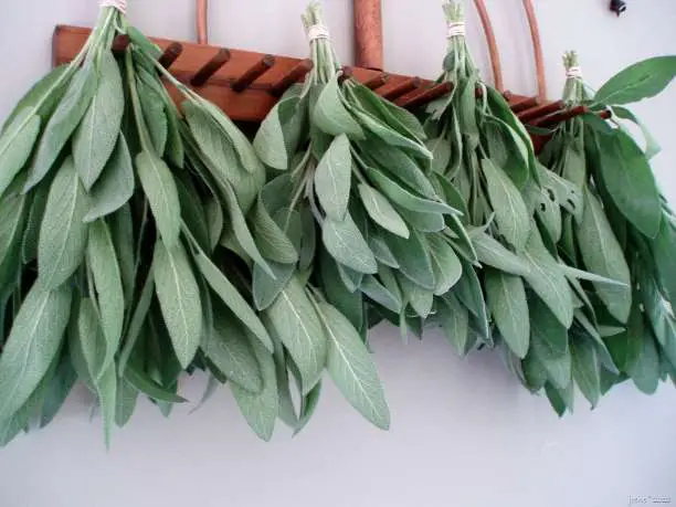 https://enallaktikidrasi.com/2016/10/polytima-aromatika-votana-karikeumata/