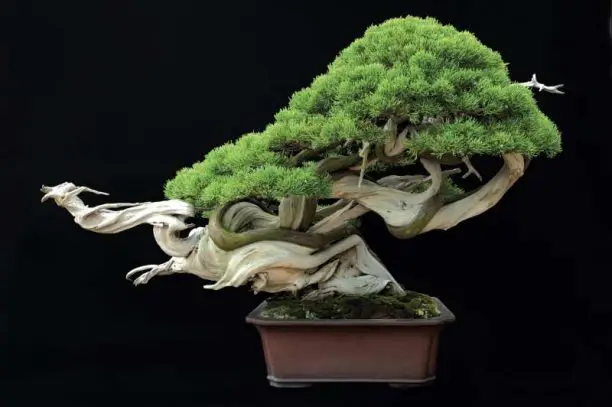 https://enallaktikidrasi.com/2016/11/6-simantika-pragmata-axizei-gnorizete-bonsai/