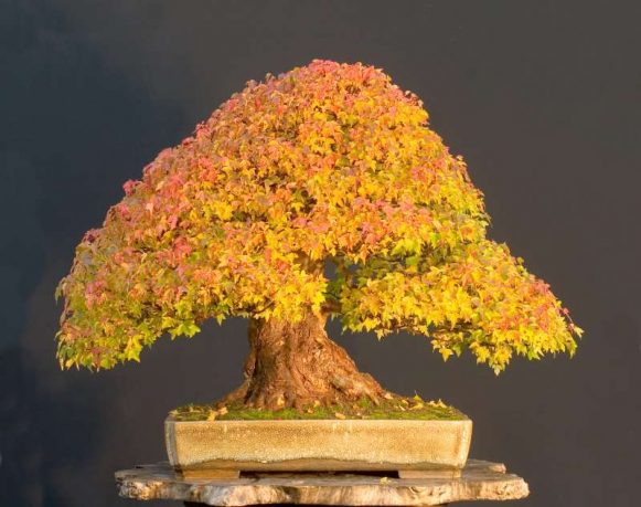https://enallaktikidrasi.com/2016/11/6-simantika-pragmata-axizei-gnorizete-bonsai/