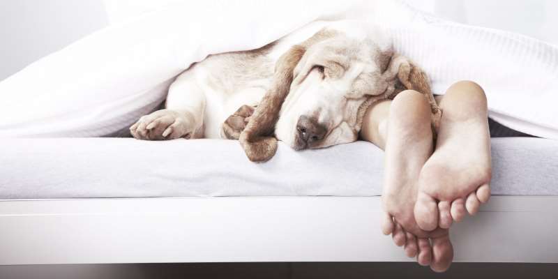 Τα άγνωστα οφέλη του να κοιμάστε με το σκύλο σας!
