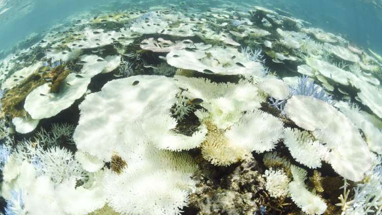 «Νεκρά» τα 2/3 του κοραλλιογενούς υφάλου της Ιαπωνίας λόγω υπερθέρμανσης