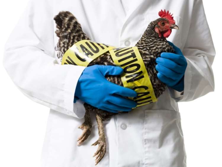 Γρίπη των πτηνών: Συμπτώματα και μέτρα προφύλαξης