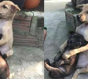 Σκύλος αγκαλιάζει ασταμάτητα τον φίλο του μετά την υιοθεσία τους!