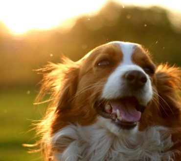 10 εκπληκτικά πράγματα που μπορεί να καταλάβει ο σκύλος σας