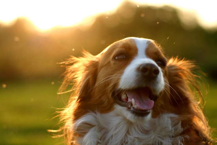 10 εκπληκτικά πράγματα που μπορεί να καταλάβει ο σκύλος σας