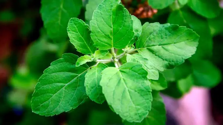 https://enallaktikidrasi.com/2017/05/fyta-prosferoun-oxigono-diarkeia-nyxtas/