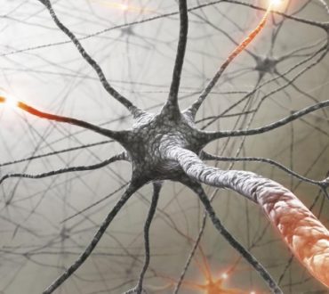 Η μυελίνη και ο ρόλος της στην «έκρηξη» του εγκεφάλου