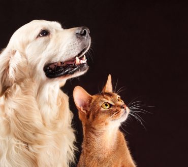 Η επιστήμη επιβεβαιώνει ότι οι γάτες και οι σκύλοι μπορούν να εντοπίσουν συχνότητες που εμείς δεν μπορούμε