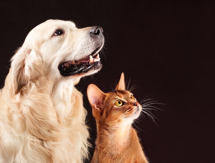 Η επιστήμη επιβεβαιώνει ότι οι γάτες και οι σκύλοι μπορούν να εντοπίσουν συχνότητες που εμείς δεν μπορούμε