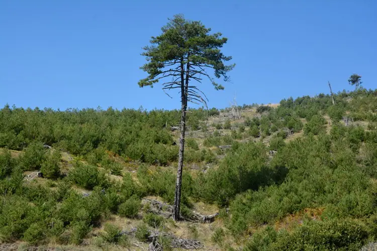 10 χρόνια μετά την καταστροφική πυρκαγιά, το δάσος του Πάρνωνα αναγεννάται!