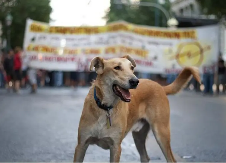 Οι αδέσποτοι «δάσκαλοι» της ανθρωπότητας