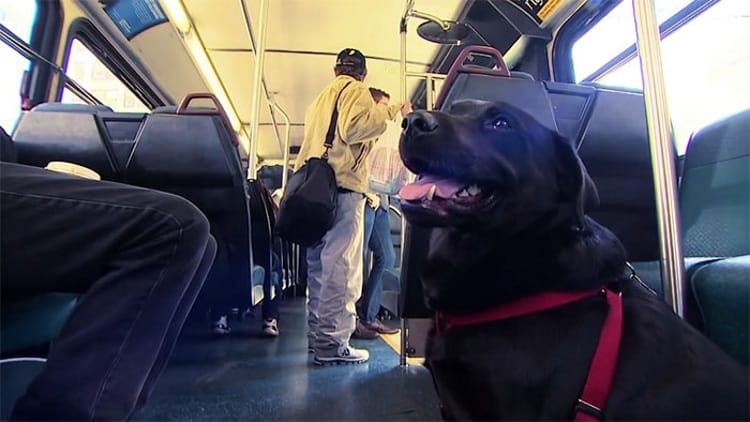 Πανέξυπνη σκυλίτσα παίρνει μόνη της το λεωφορείο για να πάει βόλτα στο αγαπημένο της πάρκο! (βίντεο)