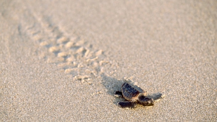 Επιστρέφουν οι θαλάσσιες χελώνες από τα πρόθυρα της εξαφάνισης;
