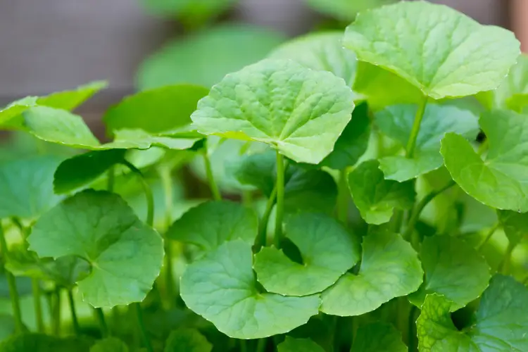 Asiatica Centella: Το θαυματουργό ελιξίριο της ζωής