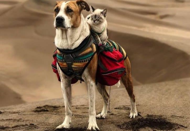 Η ξεχωριστή φιλία μιας γάτας και ενός σκύλου, που λατρεύουν να ταξιδεύουν μαζί και να ζουν την περιπέτεια!