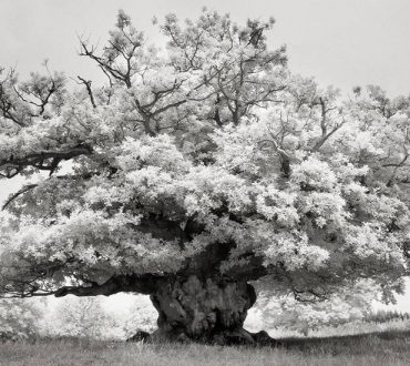 Μια γυναίκα φωτογράφιζε τα γηραιότερα δέντρα του πλανήτη για 14 χρόνια και το αποτέλεσμα είναι εκπληκτικό!
