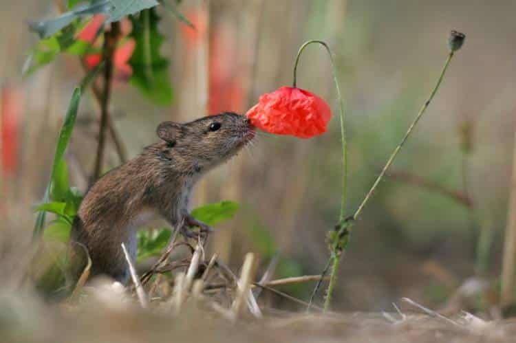 Τα ζώα απολαμβάνουν τα αρώματα των λουλουδιών