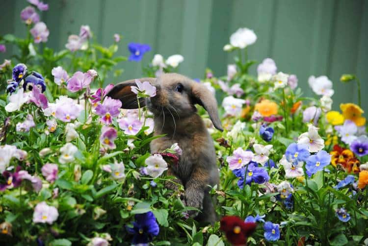 Τα ζώα απολαμβάνουν τα αρώματα των λουλουδιών