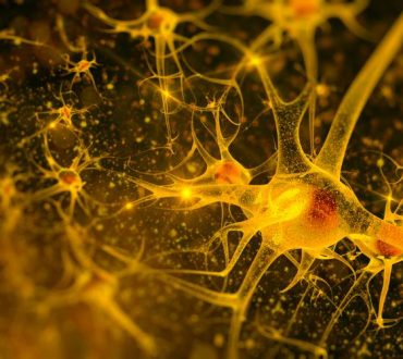 Οι επιστήμονες ανακάλυψαν έναν τεράστιο νευρώνα τυλιγμένο γύρω από την περιφέρεια του εγκεφάλου