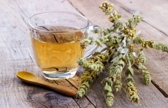 Τσάι του βουνού: Θεραπευτικές ιδιότητες και τρόποι χρήσης