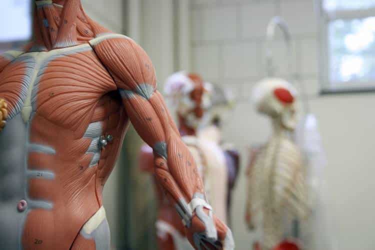 Διαμέσιο: Επιστήμονες ανακάλυψαν ένα νέο σημαντικό όργανο στο ανθρώπινο σώμα!