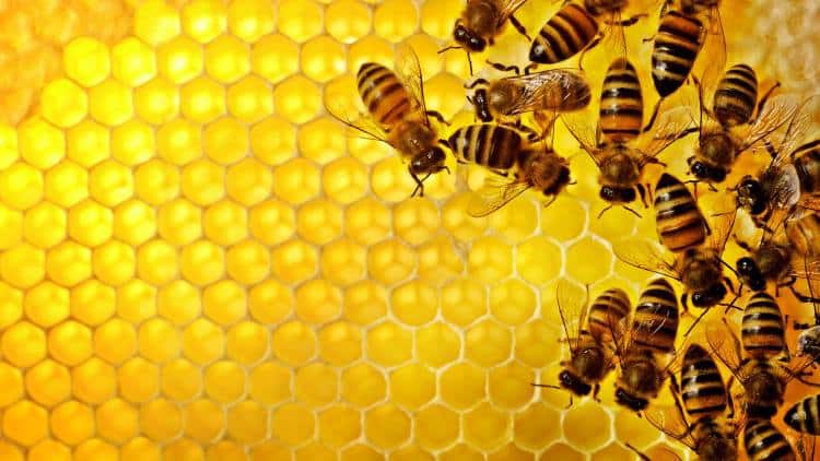 Έρευνα καταλήγει πως οι κυψέλες των μελισσών παρουσιάζουν ομοιότητες με τον ανθρώπινο εγκέφαλο