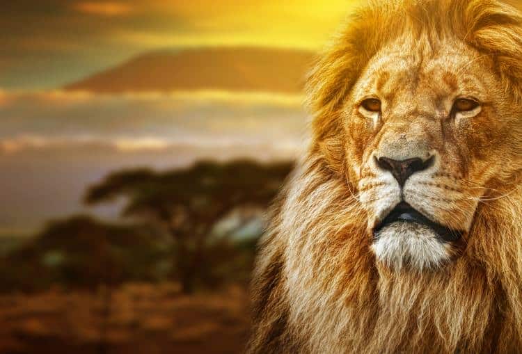 Το λιοντάρι και ο άνθρωπος: Μια σύντομη ιστορία για σκέψη...