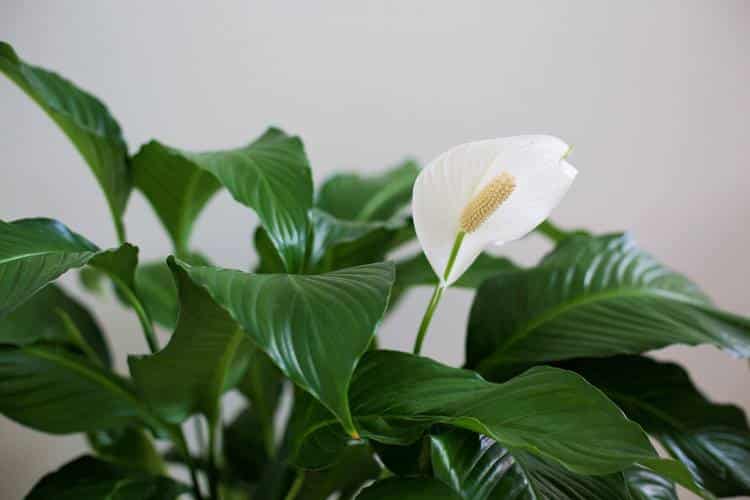 4 όμορφα φυτά που καθαρίζουν αποτελεσματικά τον αέρα του σπιτιού σας