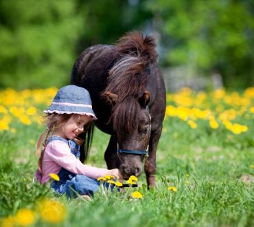 Πώς τα άλογα αντιλαμβάνονται και ανταποκρίνονται στο ανθρώπινο συναίσθημα