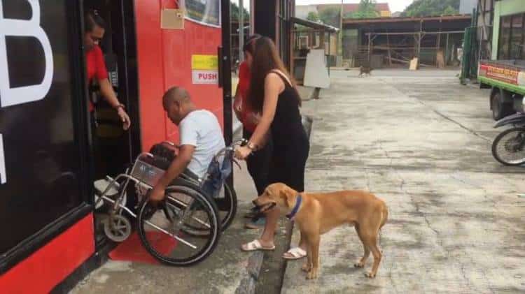 Αξιολάτρευτος σκύλος σπρώχνει το αναπηρικό αμαξίδιο του ιδιοκτήτη του στο δρόμο (βίντεο)