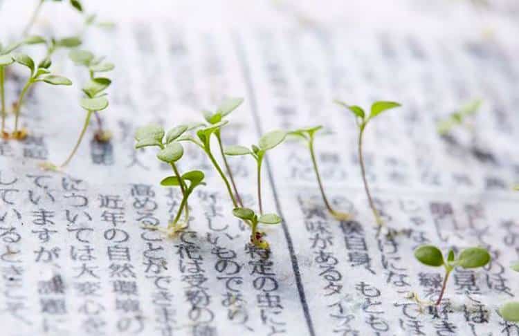 Ιάπωνες δημιούργησαν βιώσιμη εφημερίδα που μετατρέπεται σε φυτό