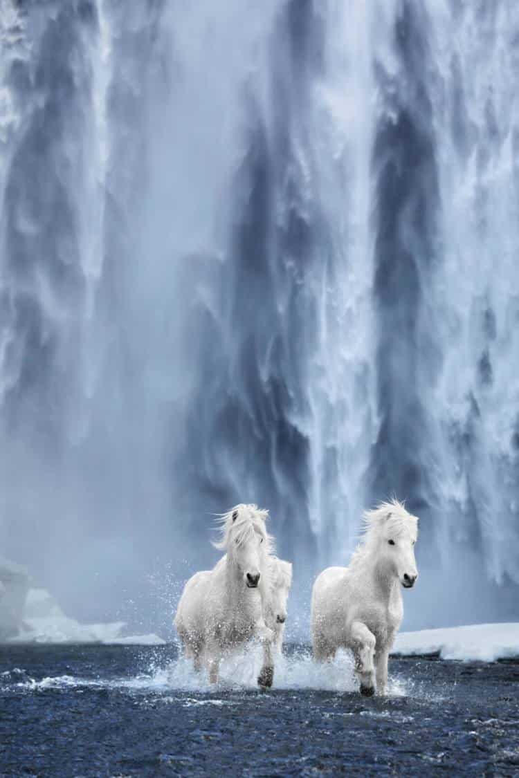 Τα θρυλικά άλογα της Ισλανδίας που μαγεύουν με την απόκοσμη ομορφιά τους (φωτογραφίες)