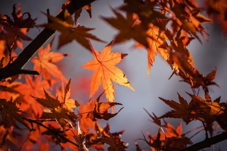 «Φθινόπωρο… το τελευταίο πιο χαριτωμένο χαμόγελο του χρόνου»: 20 αποφθέγματα για να το απολαύσουμε