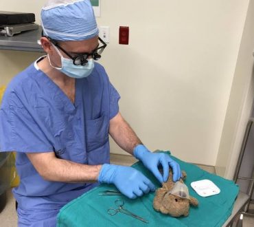Γιατρός χειρουργεί ένα λούτρινο αρκουδάκι για χάρη ενός 8χρονου αγοριού