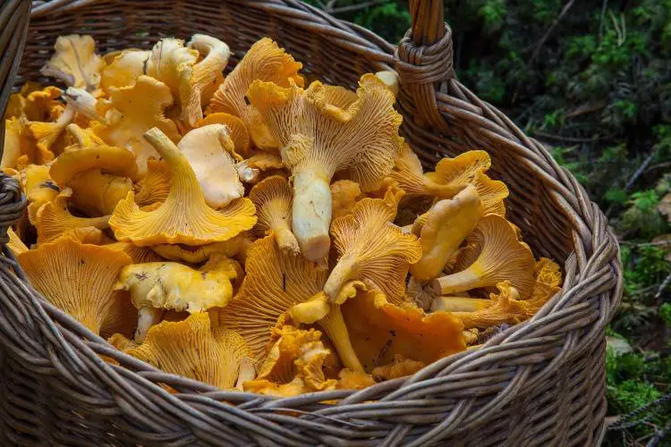 6 είδη μανιταριών με αντιγηραντικές και αποτοξινωτικές ιδιότητες